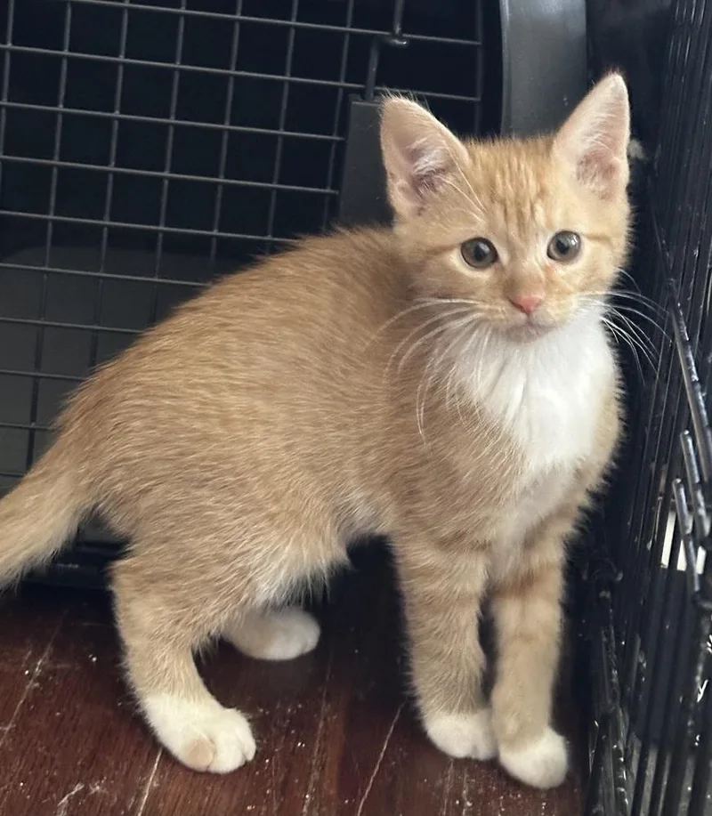 A baby small-sized female Orange & White Domestic Short Hair cat named Stacie for adoption in Mishawaka, IN