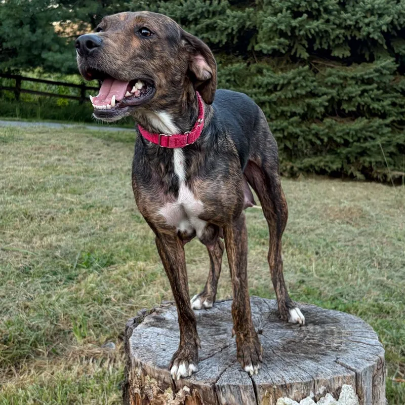 Nova