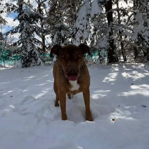 A senior medium-sized male Yellow / Tan / Blond / Fawn Terrier dog named Mason for adoption in Brainerd, MN