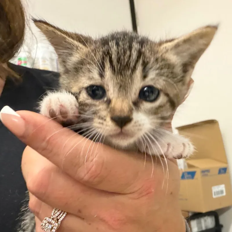A baby small-sized female Gray / Blue / Silver Domestic Short Hair cat named Luckie for adoption in Lake Jackson, TX