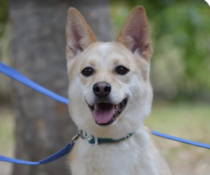 An adult medium-sized female Jindo dog named Hwangbi for adoption in San Ramon, CA