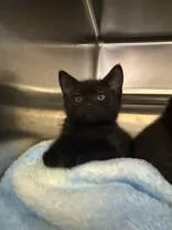 A young medium-sized female Black Domestic Short Hair cat named Monkey for adoption in Manitowoc, WI
