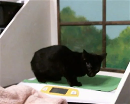 A baby small-sized male Domestic Short Hair cat named Pony for adoption in Houston, TX