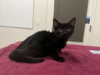 A baby small-sized male Black Domestic Short Hair cat named You're A Cowboy Like for adoption in Kansas City, MO
