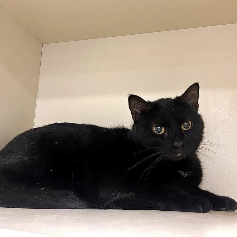 An adult medium-sized male Black Domestic Short Hair cat named Ranger for adoption in Waynesboro, PA