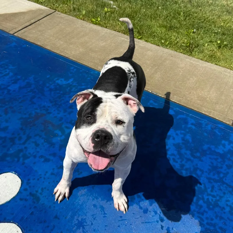 An adult large-sized male Black Pit Bull Terrier dog named Pete for adoption in Branford, CT