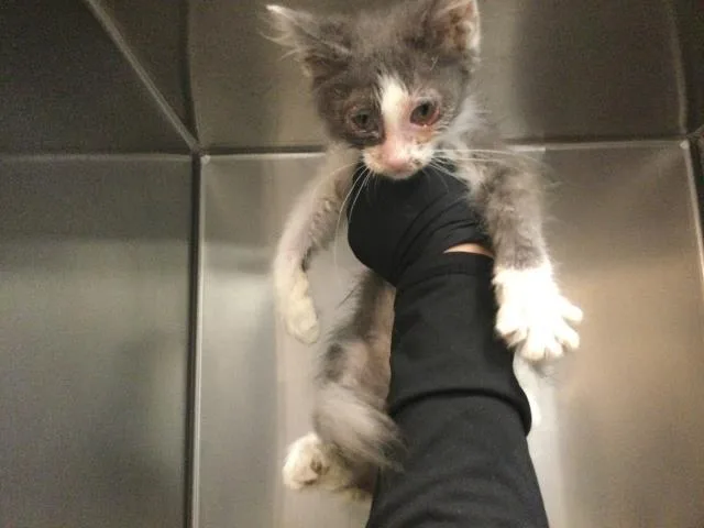 A baby small-sized female Domestic Short Hair cat named Ivy for adoption in Thousand Palms, CA
