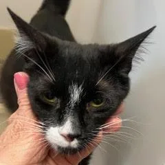 A baby medium-sized female Black & White / Tuxedo Tuxedo cat named Bowtie for adoption in Green Valley, AZ