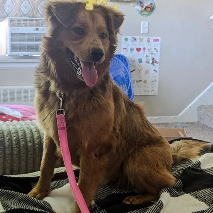 A young medium-sized male Golden Retriever dog named Churro for adoption in Toledo, OH