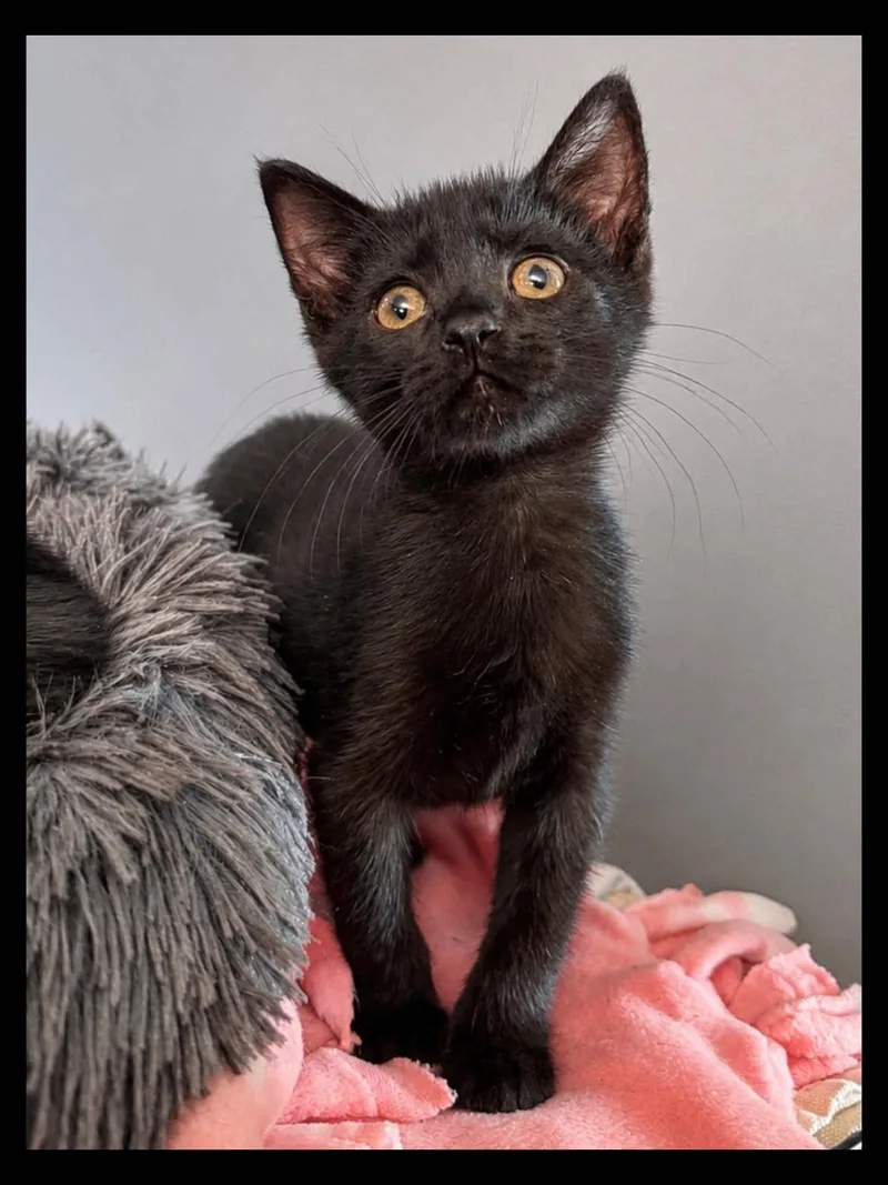 A baby medium-sized male Black Domestic Short Hair cat named Alberto for adoption in Sioux Falls, SD