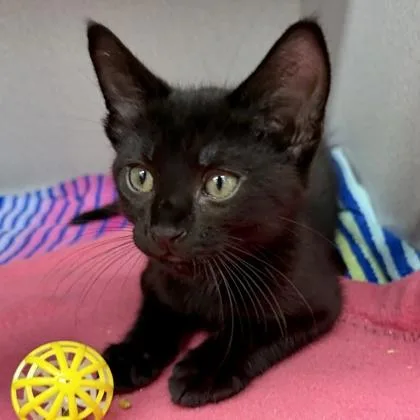 A baby small-sized male Black Domestic Short Hair cat named Scorpio for adoption in Atlanta, GA