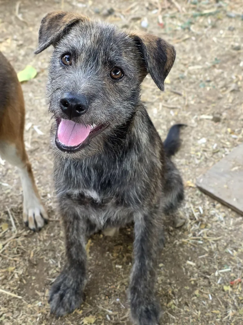 A baby small-sized male Terrier dog named Dill for adoption in Penryn, CA