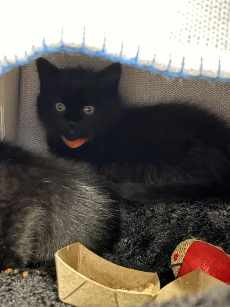 A baby small-sized male Black Domestic Short Hair cat named Danger for adoption in Alexandria, VA