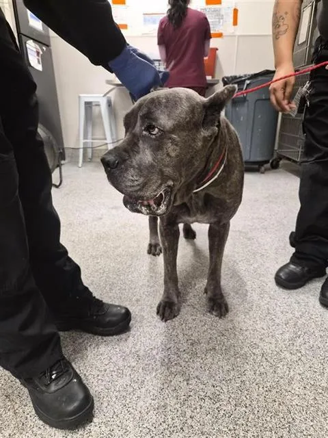An adult large-sized female Cane Corso dog named Makayda for adoption in Houston, TX