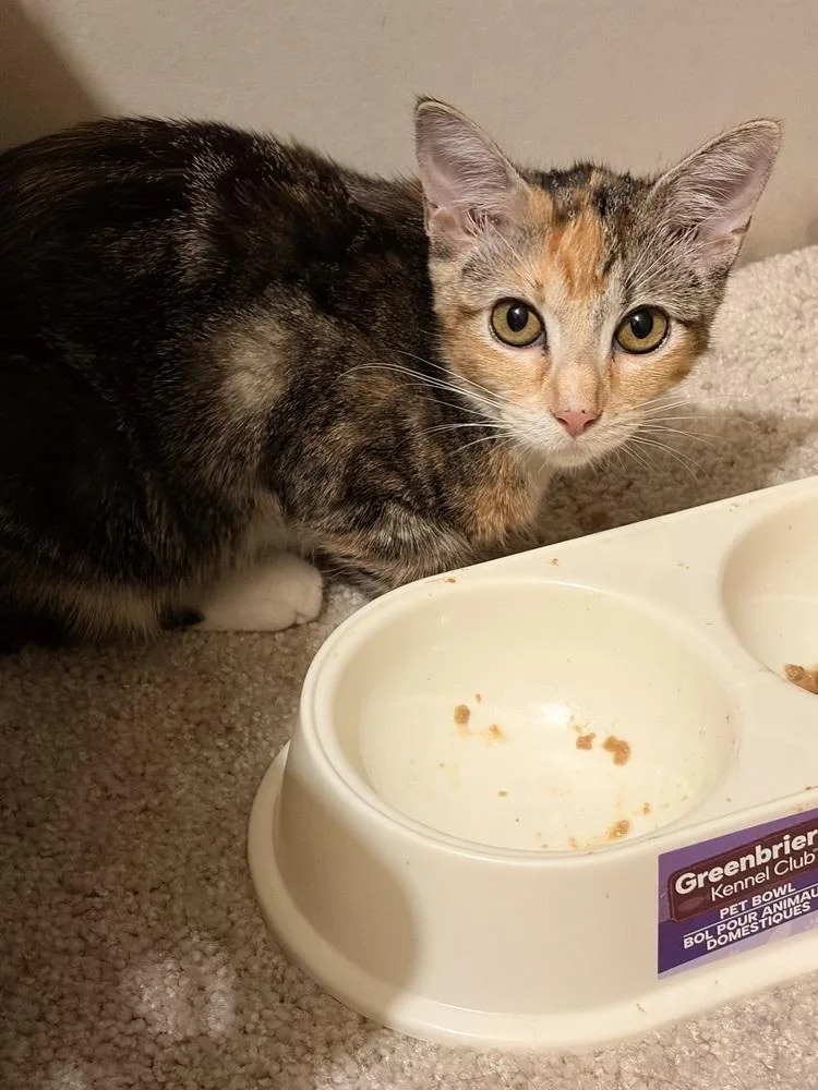 A baby small-sized female Domestic Short Hair cat named Anna for adoption in Thornton, CO