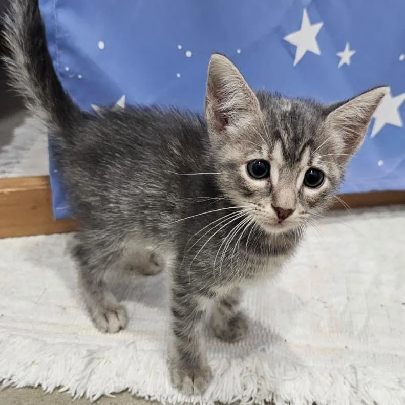 A baby small-sized female Domestic Short Hair cat named Max for adoption in Harlingen, TX