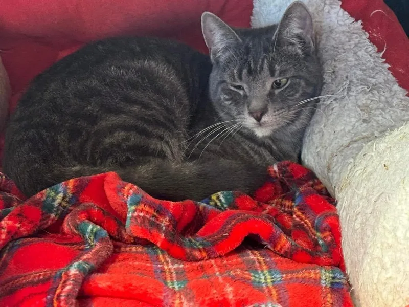 A young small-sized male Domestic Short Hair cat named Perry for adoption in Dalton, GA