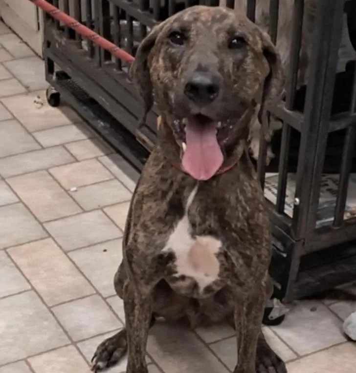 An adult medium-sized male Mountain Cur dog named Timothy for adoption in Hollister, MO