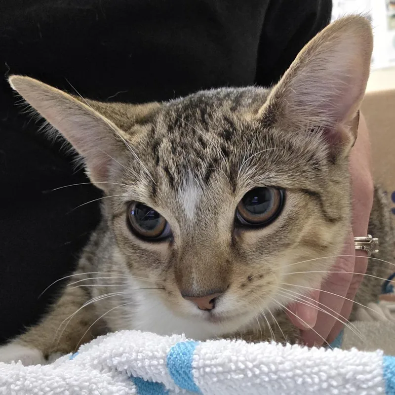 A baby small-sized female Brown / Chocolate Domestic Short Hair cat named Oatmeal Raisin for adoption in Novelty, OH