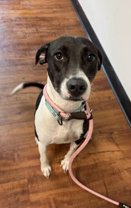 An adult medium-sized female Mixed Breed dog named Burnadette for adoption in Savannah, GA