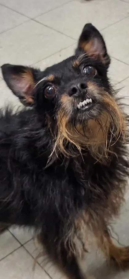 An adult small-sized female Terrier dog named Anna Bananas for adoption in Hobart, IN