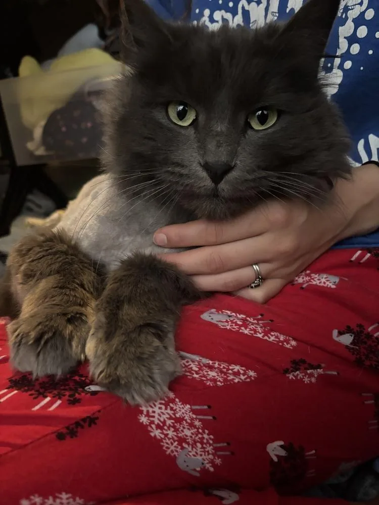 Teddy Cat thumbnail 2