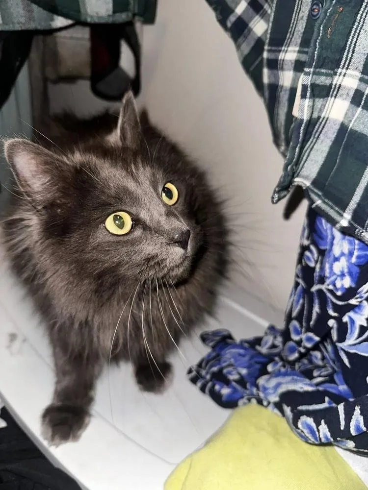 Teddy Cat thumbnail 3