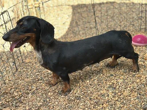An adult small-sized female Dachshund dog named Abbie for adoption in Marshall, TX