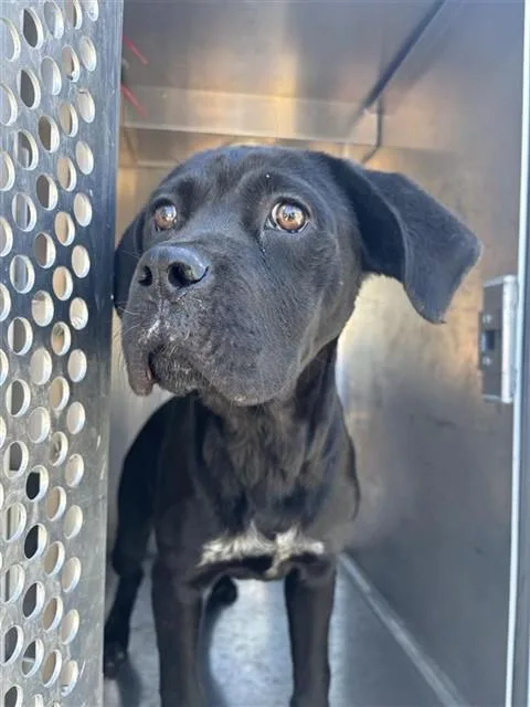 A young small-sized female Cane Corso dog named A for adoption in Sacramento, CA