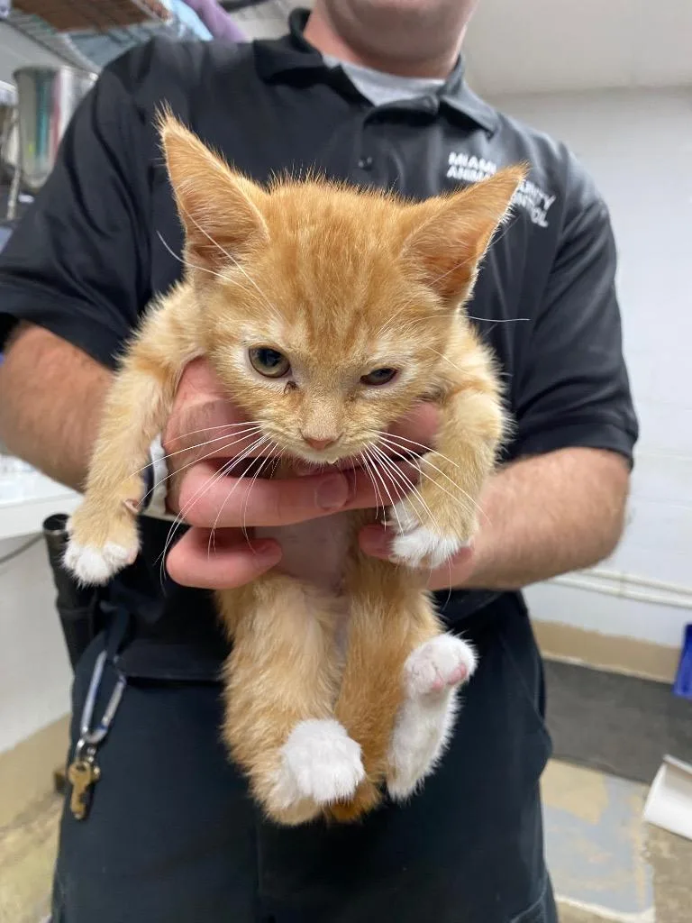 A baby small-sized female Domestic Medium Hair cat named Marci for adoption in Troy, OH