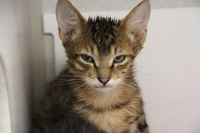 A baby small-sized male Domestic Short Hair cat named Rupert for adoption in Tucson, AZ