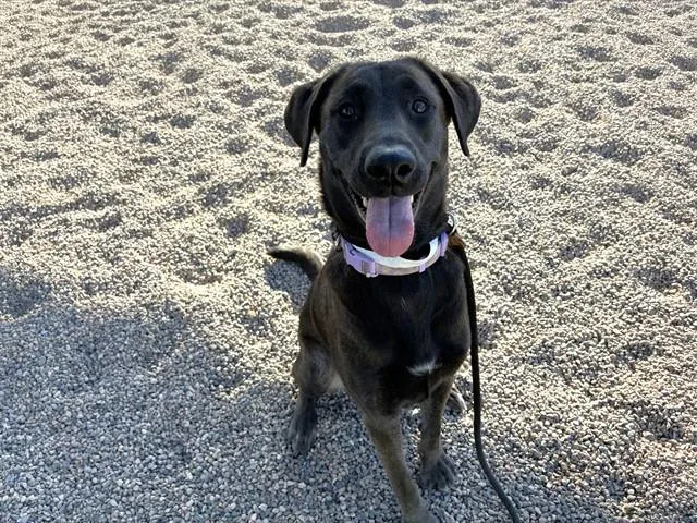 A young large-sized female Dutch Shepherd dog named Basil for adoption in Mesa, AZ
