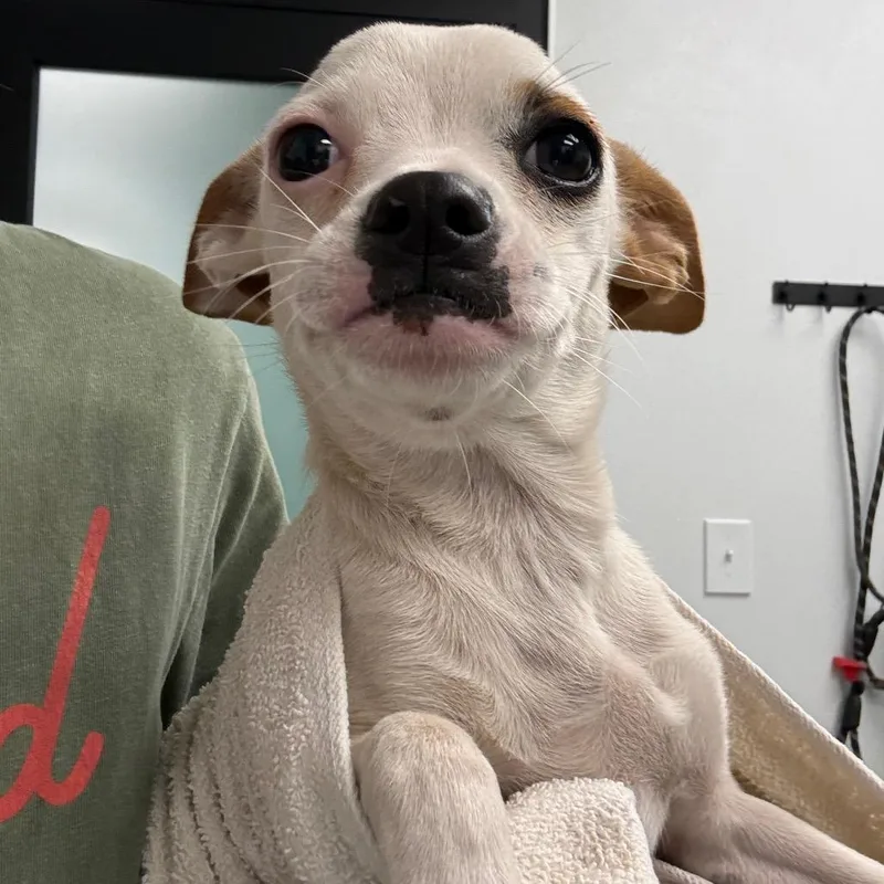 A baby medium-sized female White / Cream Rat Terrier dog named Holli for adoption in Abilene, TX