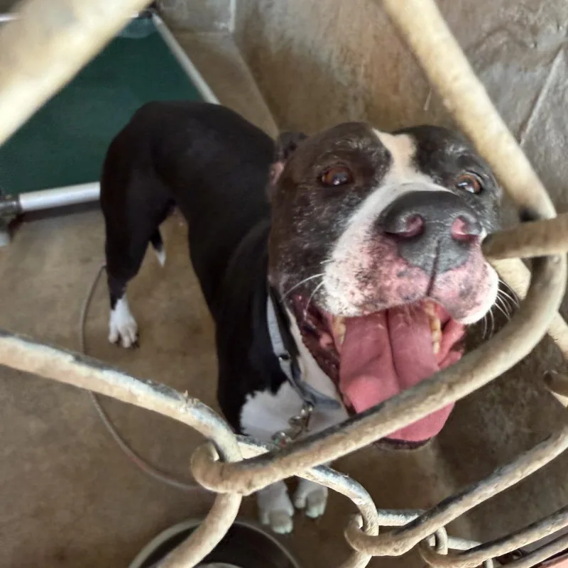 A senior large-sized female Black American Staffordshire Terrier dog named Stella for adoption in Austin, TX