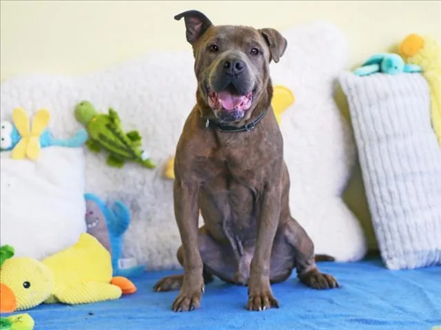 A senior large-sized male Boxer dog named Lenny for adoption in Tavares, FL