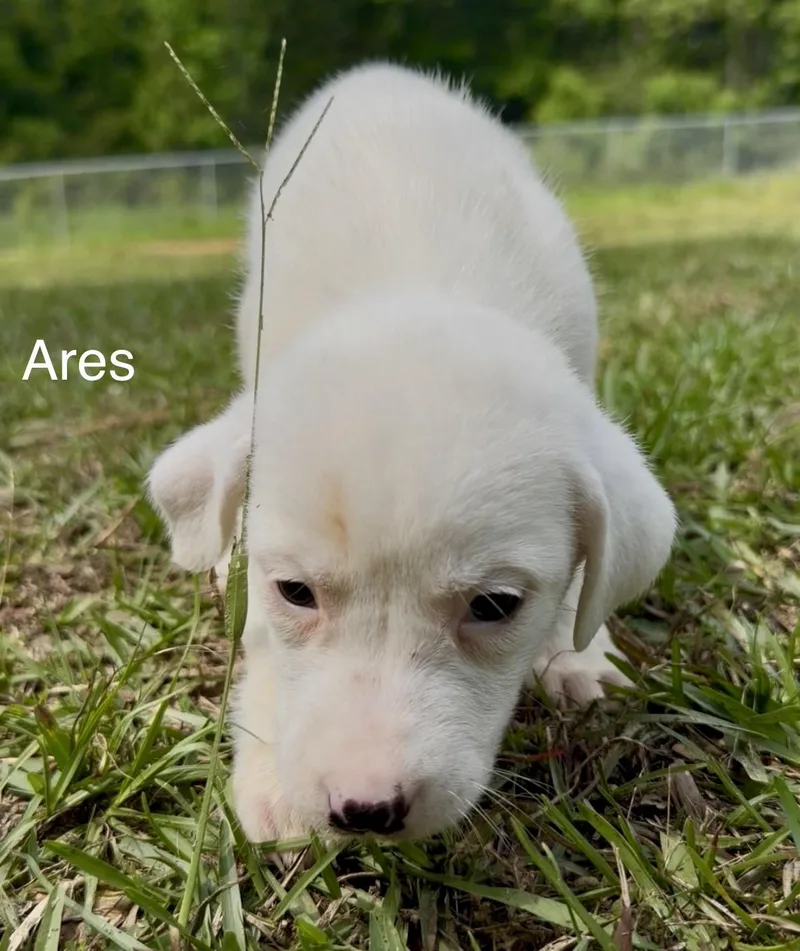 A baby medium-sized male Labrador Retriever dog named Ares for adoption in Kiln, MS