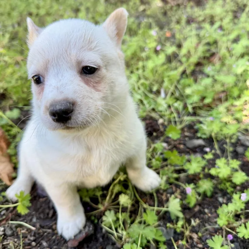 A baby small-sized male White / Cream Australian Cattle Dog / Blue Heeler dog named Rad for adoption in Sonoma, CA