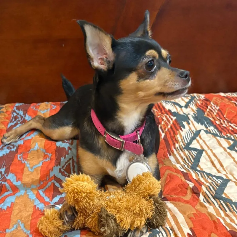 An adult small-sized female Black Chihuahua dog named Roxie for adoption in Las Vegas, NV
