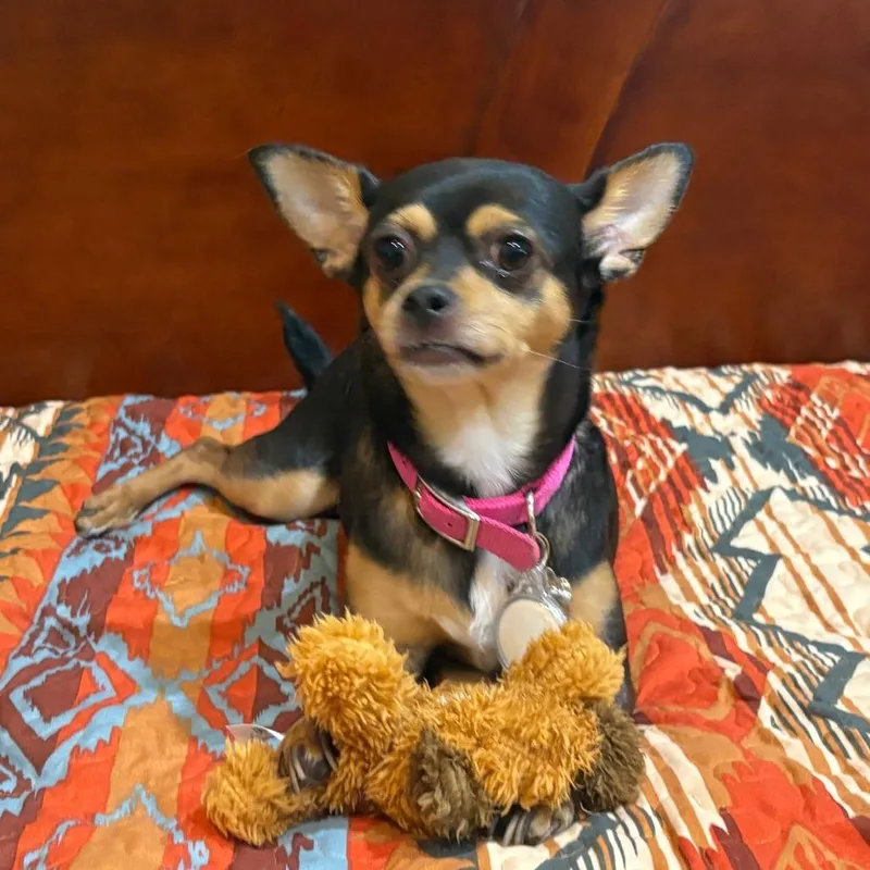 Roxie thumbnail 2