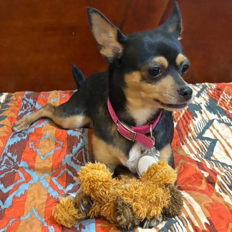 Roxie thumbnail 3