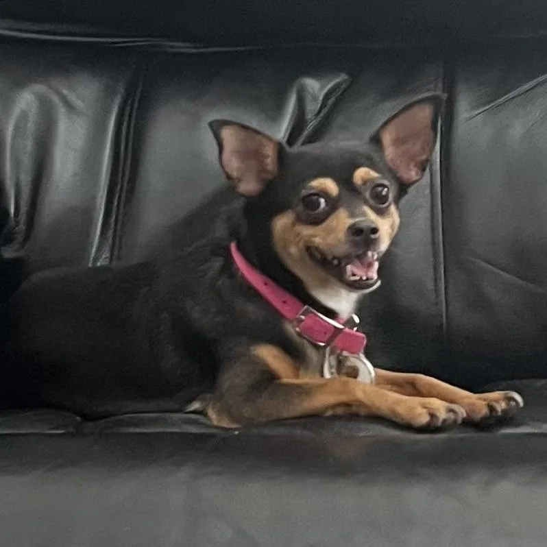 Roxie thumbnail 4