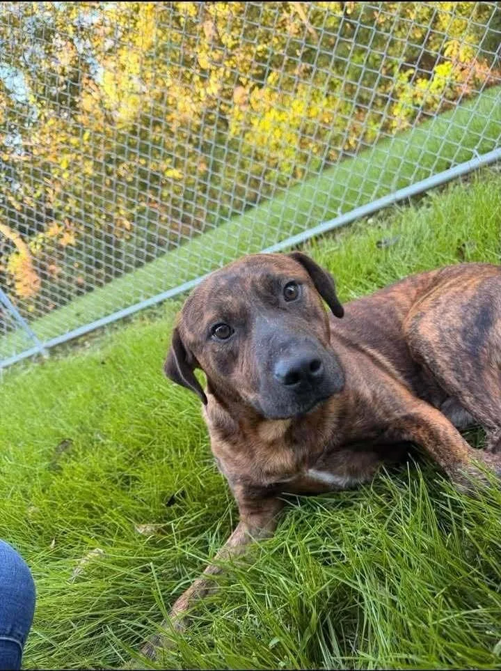 An adult large-sized male Brindle Mixed Breed dog named Buddy for adoption in Hillsboro, OH