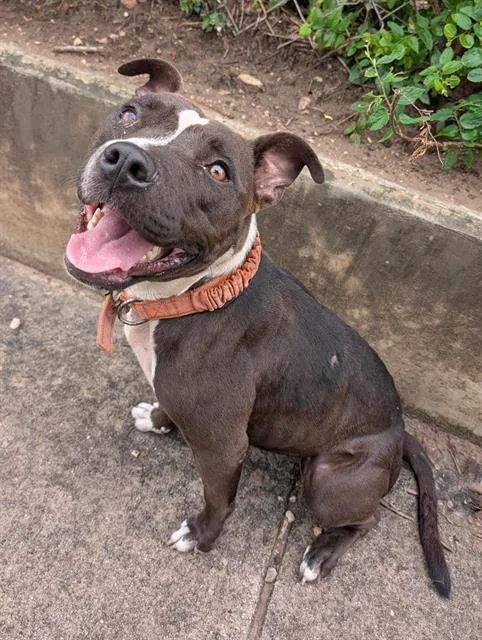 An adult medium-sized female Pit Bull Terrier dog named Remi for adoption in San Antonio, TX