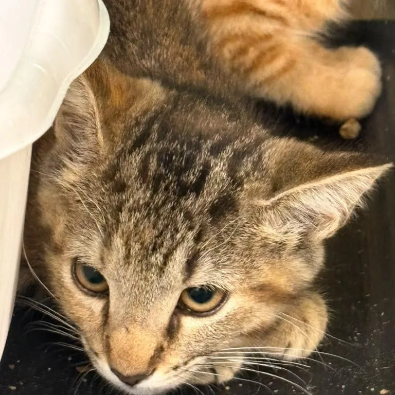 A baby small-sized female Brown / Chocolate Domestic Short Hair cat named Lyra for adoption in Gadsden, AL