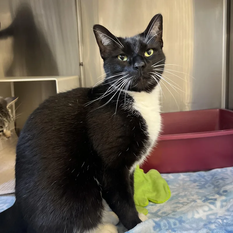 An adult medium-sized male Domestic Short Hair cat named Tex for adoption in Mount Pleasant, MI