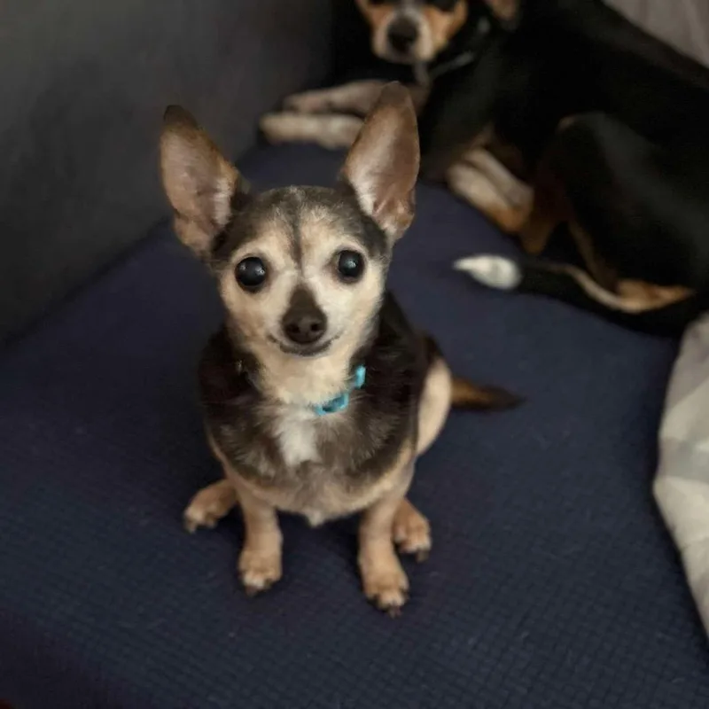 A senior small-sized female Yellow / Tan / Blond / Fawn Mixed Breed dog named Callie for adoption in Springboro, OH