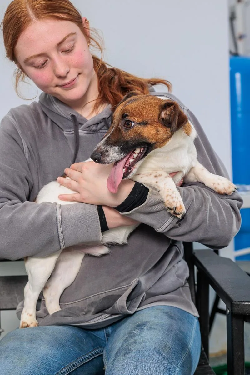 A baby small-sized male Jack Russell Terrier dog named Schuster for adoption in Chester Springs, PA