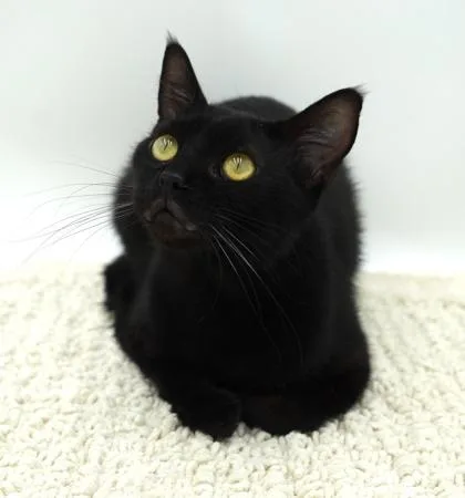 An adult medium-sized male Domestic Short Hair cat named Ted for adoption in Bowling Green, KY