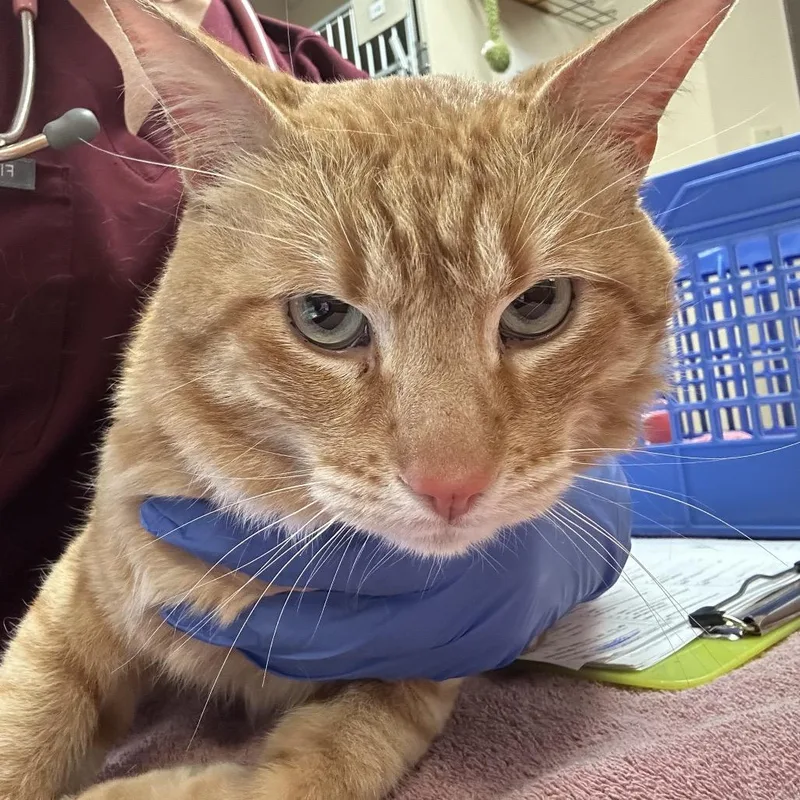 An adult large-sized male Orange / Red Domestic Short Hair cat named SpaghettiO for adoption in Flagstaff, AZ