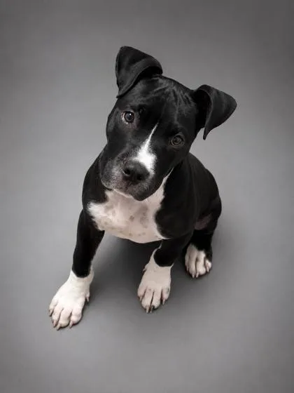 A young medium-sized male Pit Bull Terrier dog named Gunther for adoption in Bowling Green, KY